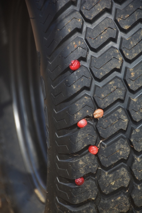 close up of truck tire with cranberries stuck between tread